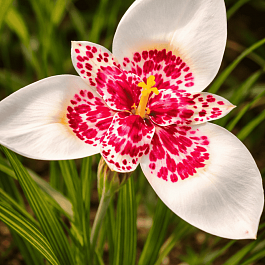 Тигридия White