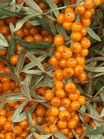 Облепиха крушиновидная Frugana