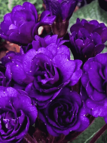 Примула Strong Beer