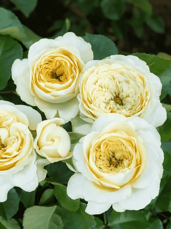 Роза флорибунда Hyde Park