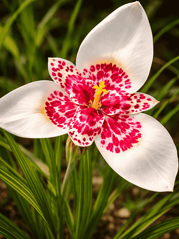 Тигридия White