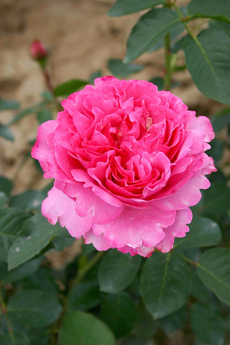 Роза чайно-гибридная Ив Пьяже Роза чайно-гибридная Ив Пьяже