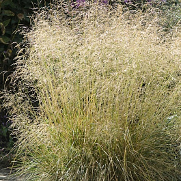 Луговик дернистый Голдшлеер