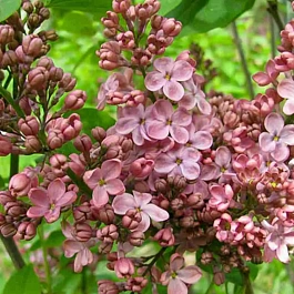 Сирень обыкновенная Медовый Спас