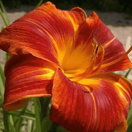 Лилейник Holiday Delight