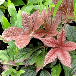 Роджерсия гибридная Bronze Peacock