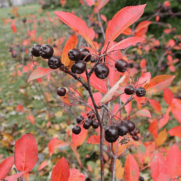 Арония сливолистная Viking