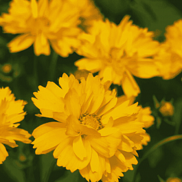 Кореопсис Early Sun Yellow Double