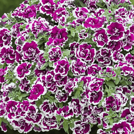 Петуния Tumbelina Bella (Кашпо)