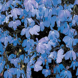 Лобелия ампельная Regatta Blue Sky