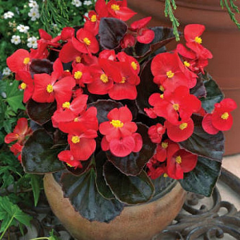 Бегония вечноцветущая бронзоволистная Найтлайф Ред