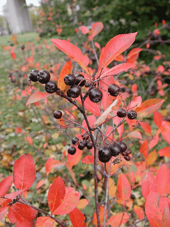 Арония сливолистная Viking