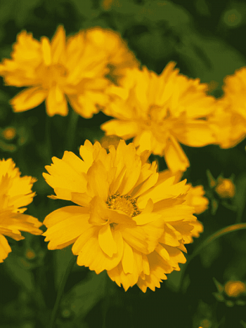 Кореопсис Early Sun Yellow Double