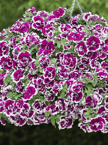 Петуния Tumbelina Bella (Кашпо)