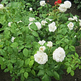 Роза чайно-гибридная Аннапурна (Rose Annapurna)