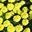 Бархатцы отклоненные Лимонная капля Бархатцы отклоненные Лимонная капля