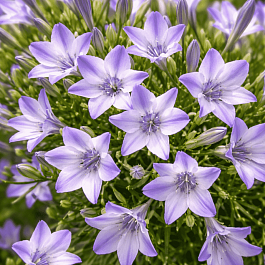 Трителия Rudy