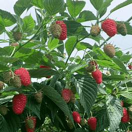 Малина Husaria