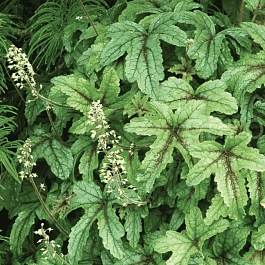 Гейхерелла Kimono