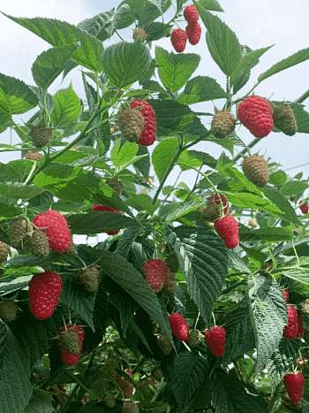 Малина Husaria