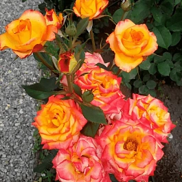 Роза Чайно-гибридная High magic