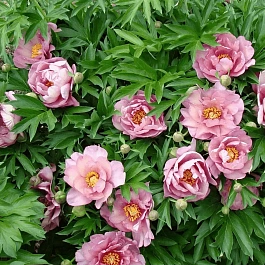 Пион ИТО Pink Double Dandy