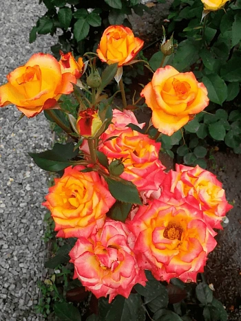 Роза Чайно-гибридная High magic