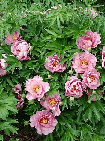 Пион ИТО Pink Double Dandy