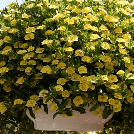 Калибрахоа Aloha Double Citric