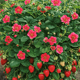 Земляника садовая Тоскана