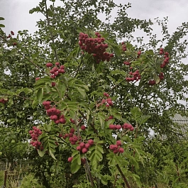 Рябина сладкоплодная Титан