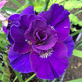 Ирис сибирский Конкорд Краш НАБОР 2ШТ (1+1) Ирис сибирский Конкорд Краш НАБОР 2ШТ (1+1)