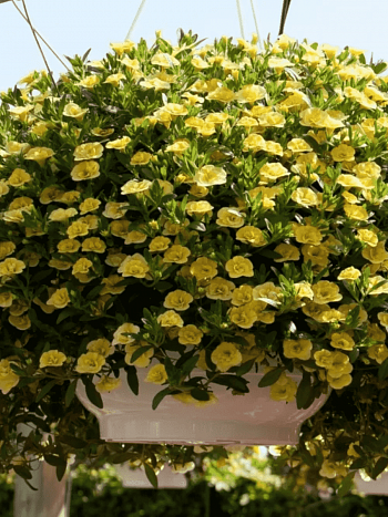 Калибрахоа Aloha Double Citric