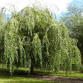 Ива белая Тристис