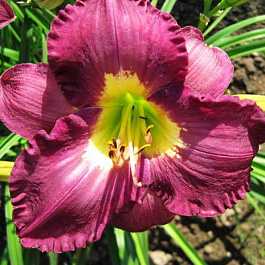 Лилейник гибридный Сайлент Сентри