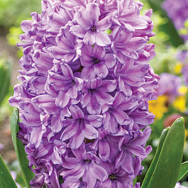 Гиацинт садовый Пёпл Стар