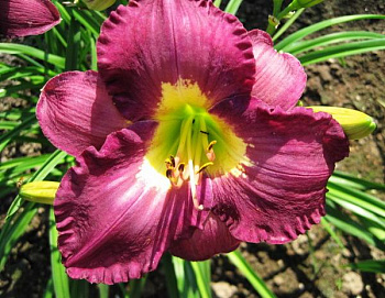 Лилейник гибридный Сайлент Сентри