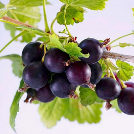 Йошта Моро Йошта Моро