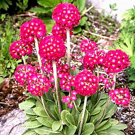 Примула мелкозубчатая Ред