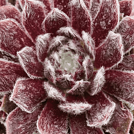 Молодило паутинистое Rubin