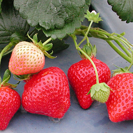 Земляника садовая Фламенко