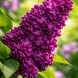 Сирень обыкновенная Хосе Марти