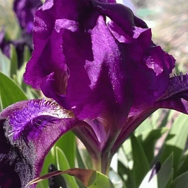 Ирис карликовый Purple
