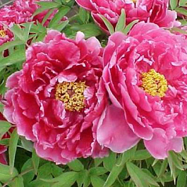 Пион древовидный Восход Пион древовидный Восход