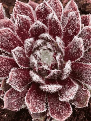 Молодило паутинистое Rubin