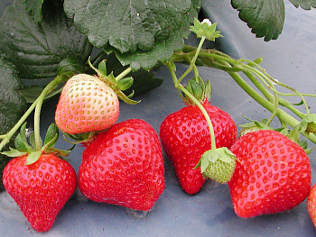 Земляника садовая Фламенко