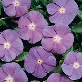 Катарантус Хитвэйв Блю виз Ай