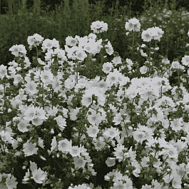 Мальва лесная Alba