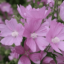 Мальва мускусная Rosea