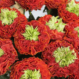 Роза чайно-гибридная Flash Eye